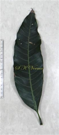  Leaf